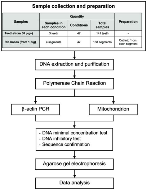 DNA Extraction Flow Chart