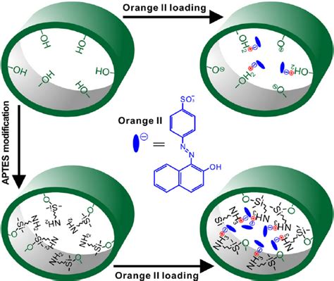 Schematic Representation Of The Amine Modification And Oii Loading Of