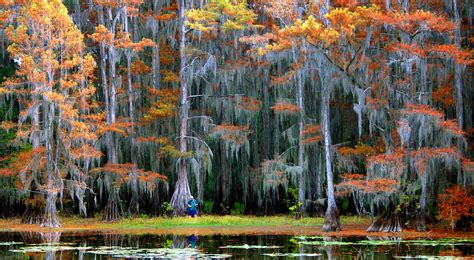 Fred And Loucille Dahmer Caddo Lake Preserve Tnc