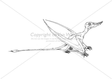 Rhamphorhynchus By Vanwangye On Deviantart