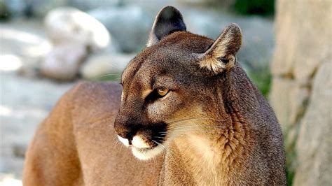 Alertan a la Población por Avistamiento de un Puma en Cadereyta N