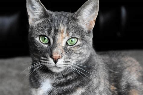 Dilute Tortoiseshell Cat The Beauty Of Torties