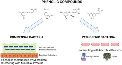 Frontiers Chemistry Of Protein Phenolic Interactions Toward The