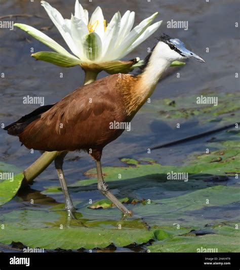 An African Jacana Actophilornis Africanus Looking For Invertebrate