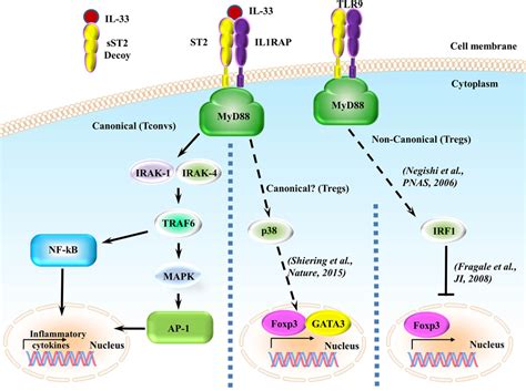 Frontiers The St2il 33 Axis In Immune Cells During Inflammatory