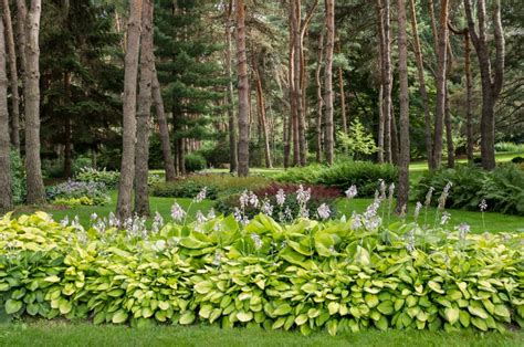 Hosta Companion Plants What To Plant With Hostas Gardening From