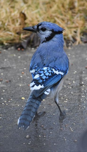 Blue Jay Rain Wet Free Photo On Pixabay Pixabay