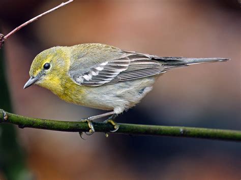 Pine Warbler Ebird