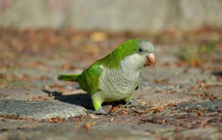 85 Quaker parrot Stock Pictures, Editorial Images and Stock Photos | Shutterstock