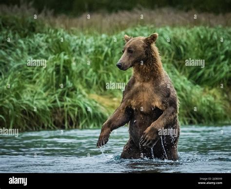 Bear Standing Up In Water Hi Res Stock Photography And Images Alamy