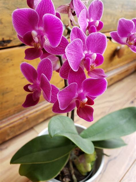 Orchid Care For Beginners Its Easier Than You Thought Orchid Care