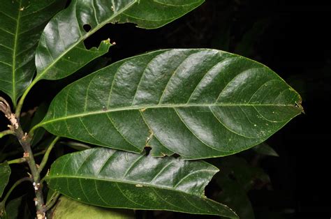 Sapotaceae Plant Sapotaceae Image At Phytoimages Siu Edu