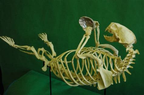 Sea Otter Disarticulated Skeleton - SkeletonsAndSkullsSuperstore