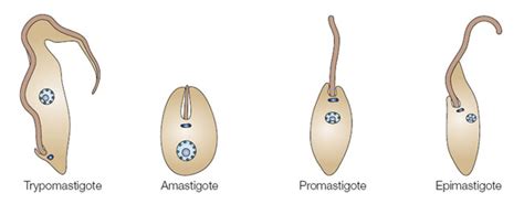 Schematic Representation Of Trypanosomatids Learn Science At Scitable