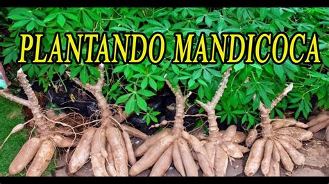 Como Plantar Mandioca Passo A Passo Aduba O Vida No Ro A Parte