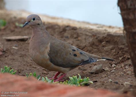 Eared Dove - Zenaida auriculata - jefe56589