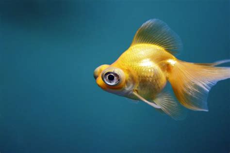 Telescope Eye Goldfish Pinterest