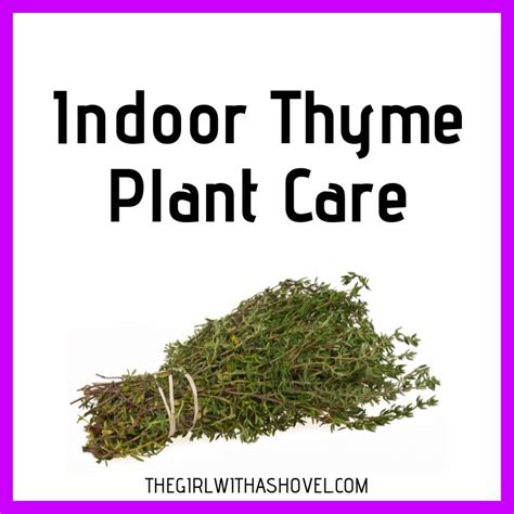 Indoor Thyme Plant Care | The Girl with a Shovel