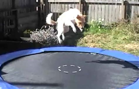 Animals Jumping On Trampolines