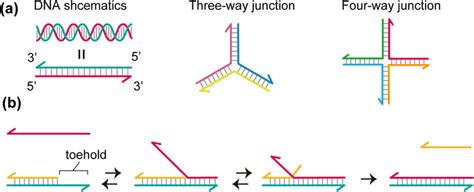 Dna Nanostructures And A Toehold Mediated Strand Displacement Reaction Download Scientific