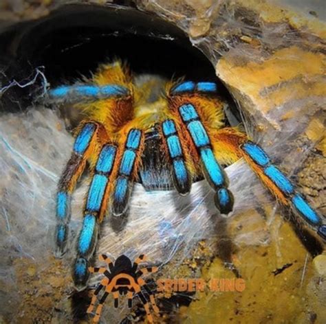 南非藍腿巴布 Golden Blue Leg Baboon Tarantula Harpactira Pulchripes 森流