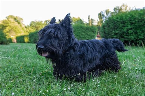 Premium Photo | Cute scottish terrier with long regrown hair resting on ...