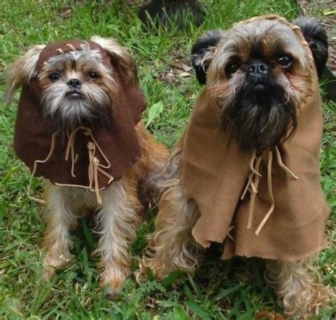 5 Awesome Star Wars Dog Costumes