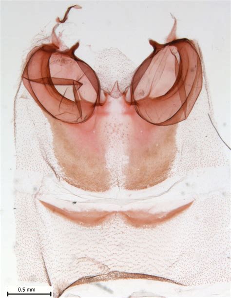 Comparison Of Abdomens Of Melitara Prodenialis And Cactoblastis Cactorum