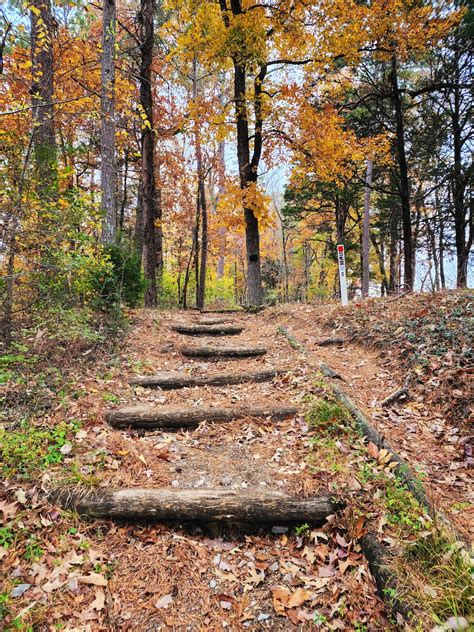 A Path in the Woods During Fall · Free Stock Photo