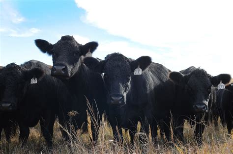 Livestock Judith Basin County Extension Montana State University