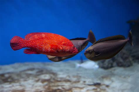 Coral Hind Grouper Cephalopholis Miniata In The Aquarium Stock Photo