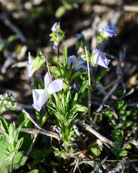 Viola Bicolor Field Pansy Obnwr Sheryl Pollock Flickr