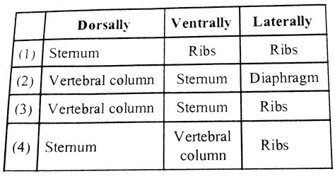 B Sternum D Diaphragm A Vertebral Column C Ribs