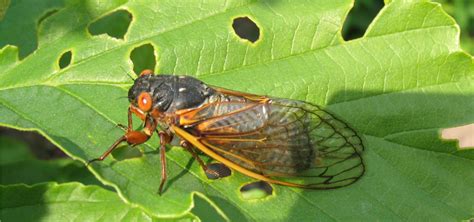 Look Out For Cicadas Very Soon The Morton Arboretum