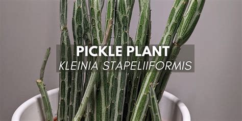 Pickle Plant Kleinia Stapeliiformis Care Tips And Growing Guide