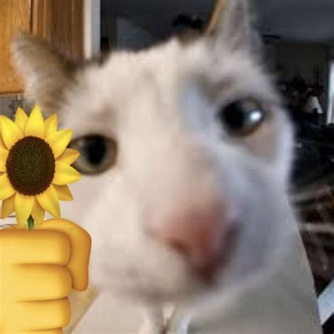 𝑠𝑢𝑛𝑓𝑙𝑜𝑤𝑒𝑟 Silly cats pictures White cat meme Cats