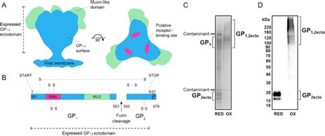 Organization Expression And Analysis Of The Ebola Virus Glycoprotein