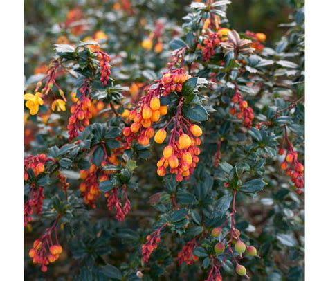 2040cm Pot Grown Darwins Barberry Berberis Darwinii