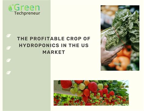 Hydroponic Farming: Most Profitable Crops in USA