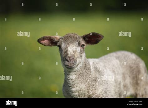 Side View Of A Lamb Hi Res Stock Photography And Images Alamy