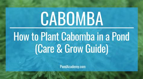 Cabomba Pond Plant - Care & Grow Guide