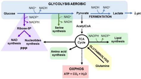 Cells Free Full Text Nicotinamide Adenine Dinucleotide NAD