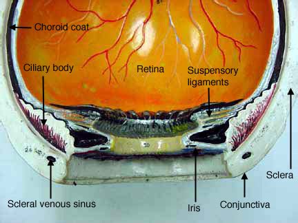 Eye Model Labeled Anatomy - Anatomical Charts & Posters