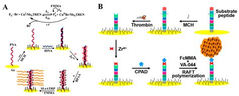 A Schematic Representation Of The Principle Of The Dngops Based