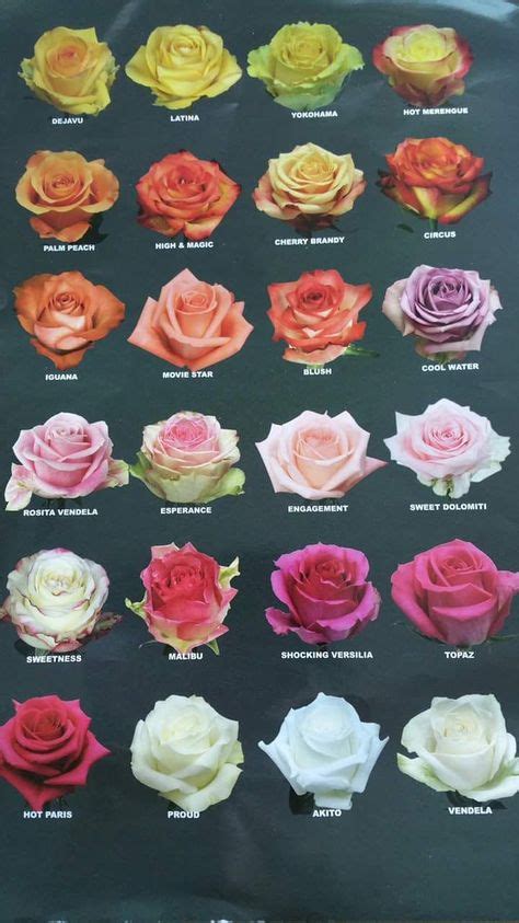 Arten Von Rosen Types Of Roses Flower Chart Types Of Flowers