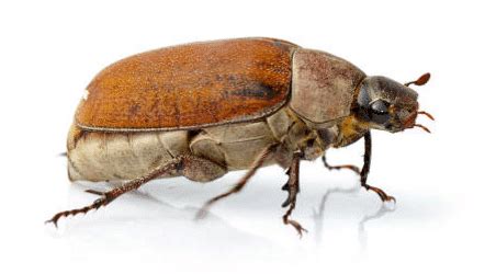 European Chafer Beetle Infestation Control Vancouver All Green Pest