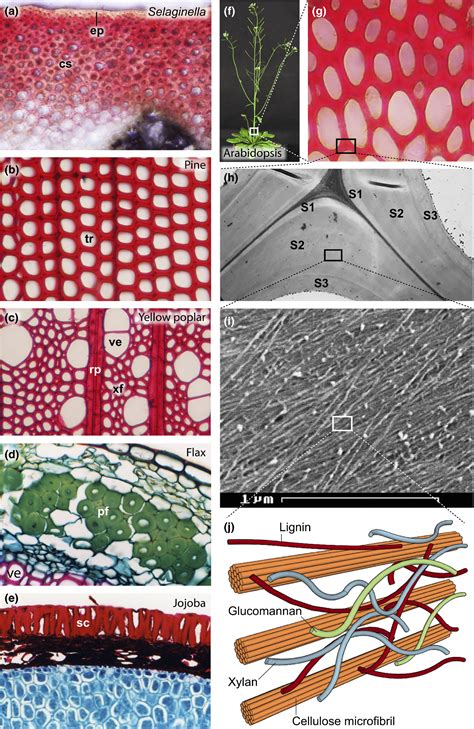 What Is The Function Of Lignin Deposition In Cell Wall The Genetic Control Of Lignin