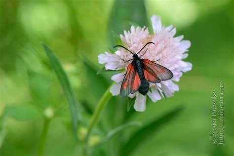 Photo Zygaena Osterodensis