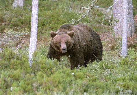 Kraftigt minskad tilldelning på björn i Västerbotten Svensk Jakt