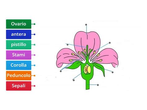 Il Fiore Immagini Con Bollini